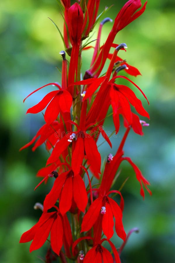 Common Name: Cardinal Flower Single stem of eye-catching dark red, tubular, 2-lipped flowers set against blurred green nature background in summer. Common Name: Cardinal Flower Single stem of eye-catching dark red, tubular, 2-lipped flowers set against blurred green nature background in summer.