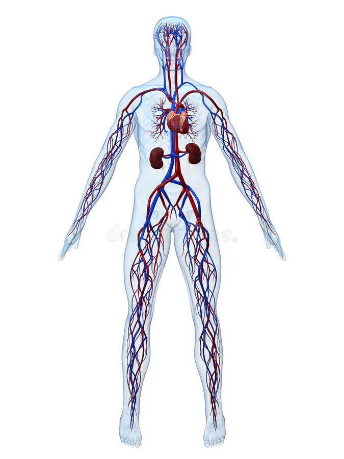 Cardiovascular system