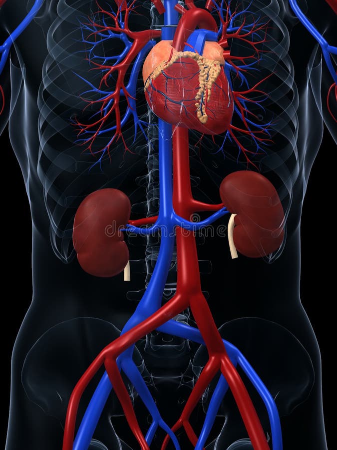 Cardiovascular system