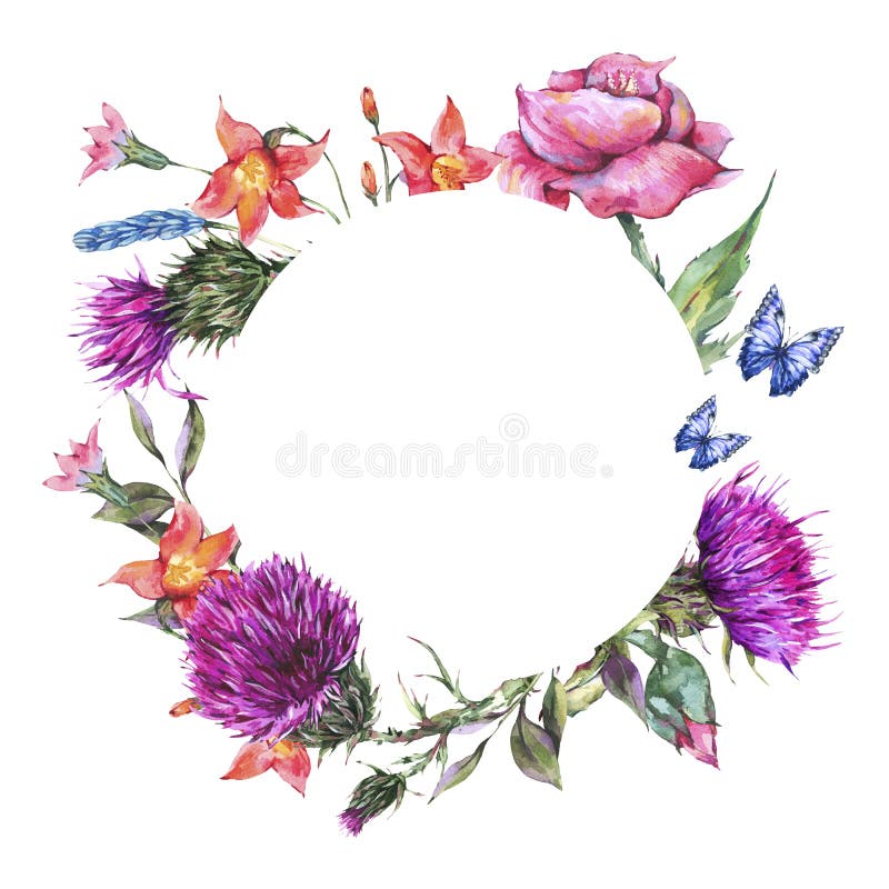 Cardo da aquarela, papoila, borboletas azuis, flores selvagens em volta do quadro, ervas do prado ilustração royalty free Cardo da aquarela, papoila, borboletas azuis, flores selvagens em volta do quadro, ervas do prado ilustração royalty free