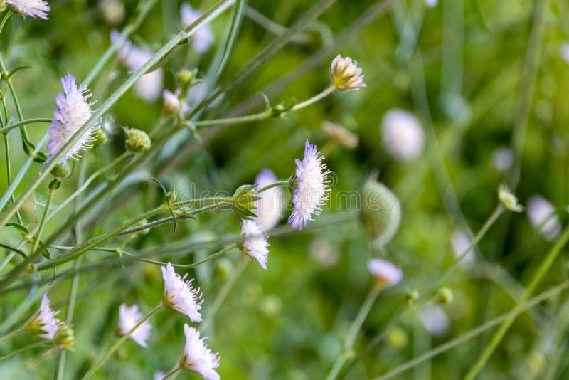 Cardo de porca de florescência no campo, flores selvagens na mola fotografia de stock Cardo de porca de florescência no campo, flores selvagens na mola fotografia de stock