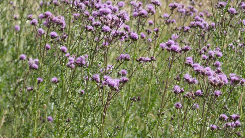 Cardo selvatico e spina nella notte da un campo inglese di estate fotografia stock Cardo selvatico e spina nella notte da un campo inglese di estate fotografia stock