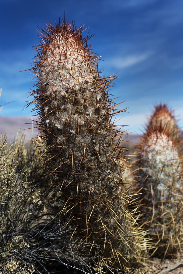 Cardon stock fotografie