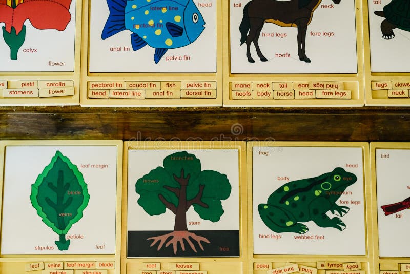 Cards with names of animals in a Montessori school stock image