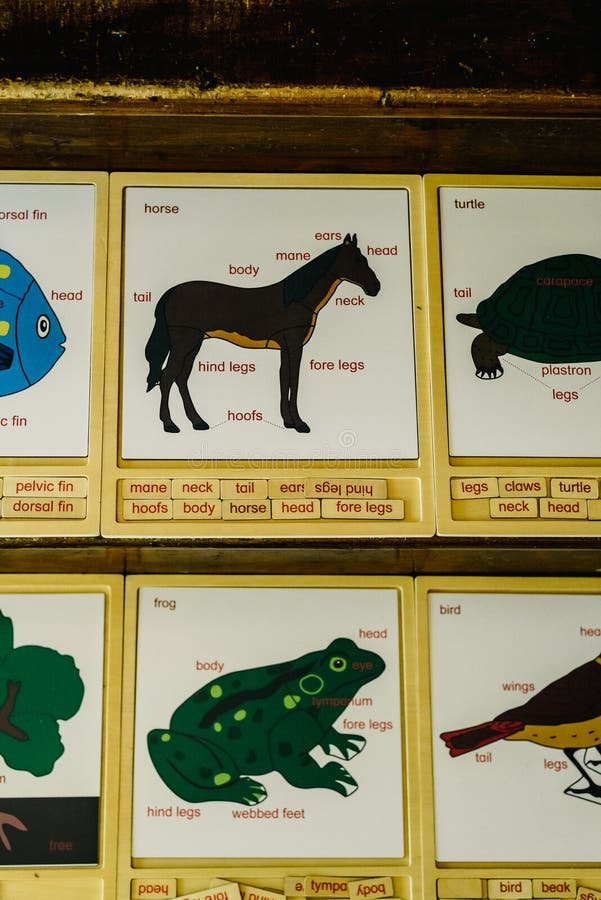 Cards with names of animals in a Montessori school stock photo