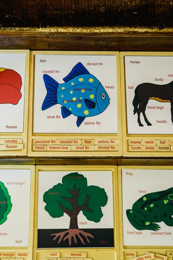 Cards with names of animals in a Montessori school royalty free stock photo