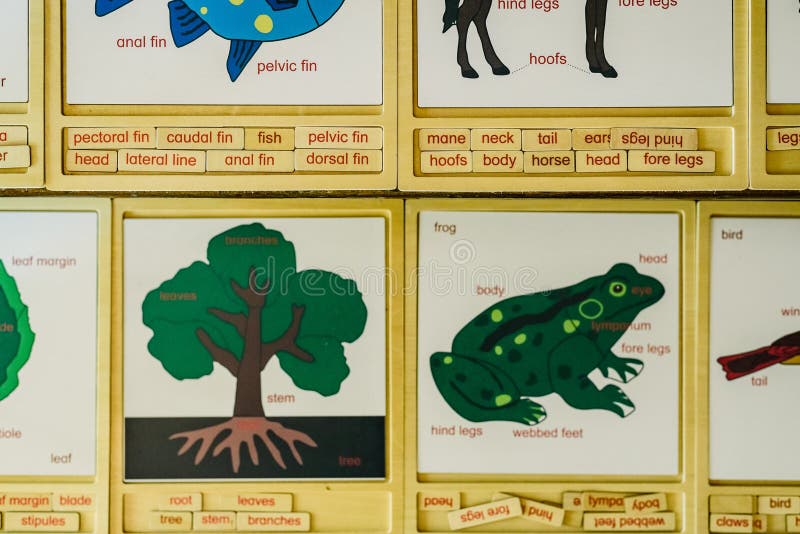 Cards with names of animals in a Montessori school stock photography