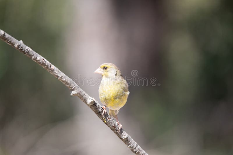 139 Shy Finch Stock Photos - Free & Royalty-Free Stock Photos from