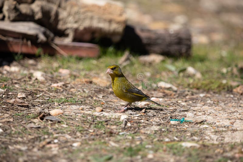 139 Shy Finch Stock Photos - Free & Royalty-Free Stock Photos from