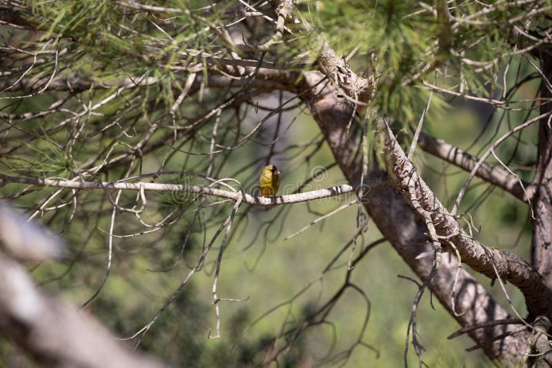 139 Shy Finch Stock Photos - Free & Royalty-Free Stock Photos from