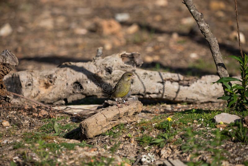 139 Shy Finch Stock Photos - Free & Royalty-Free Stock Photos from