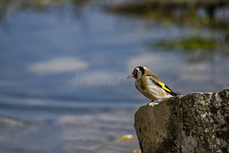 Carduelis Carduelis - The European Goldfinch Is A Passerine Bird ...