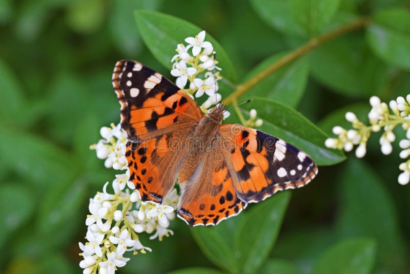 Cardui de vanessa le nectar peint allaitants dame butterfly sur des papillons de vue dorsale de fleur de l'Iran