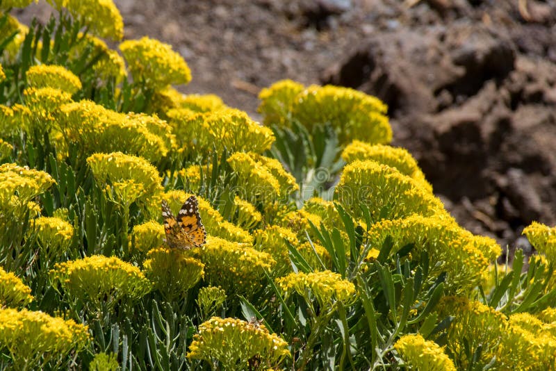 Cardui pintado de Vanessa da borboleta da senhora que recolhe o néctar das flores amarelas selvagens, La Palma, Ilhas Canárias, E fotos de stock Cardui pintado de Vanessa da borboleta da senhora que recolhe o néctar das flores amarelas selvagens, La Palma, Ilhas Canárias, E fotos de stock