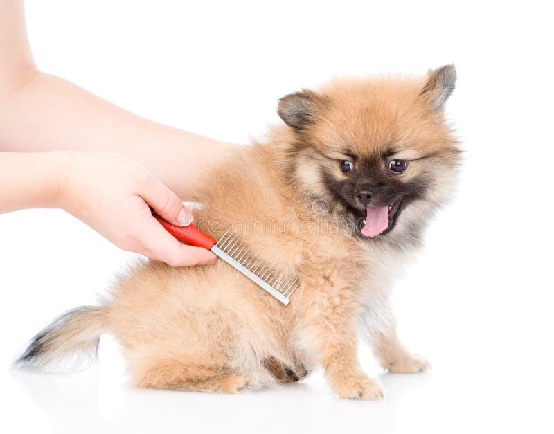 Care For Dog Hair. Isolated On White Background Stock Image Image of