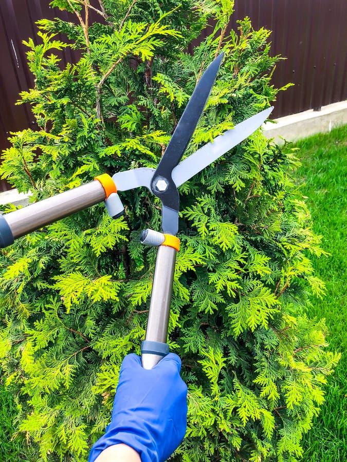 Care Of Garden, Pruning Of Branches, Hand With Garden Tool