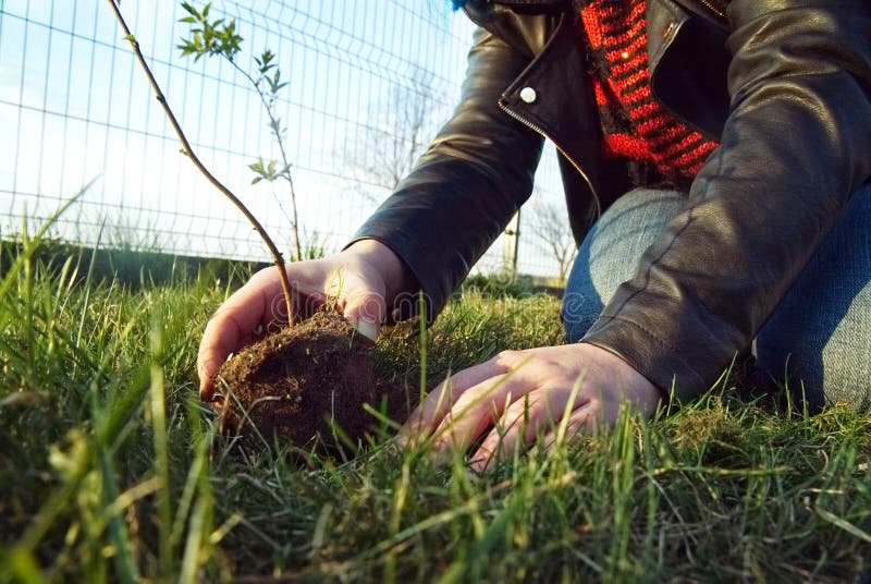 The girl is planting a young tree. stock photo The girl is planting a young tree. stock photo