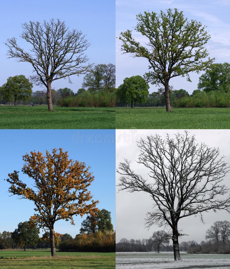 113 Oak Tree Four Seasons Stock Photos Free & RoyaltyFree Stock