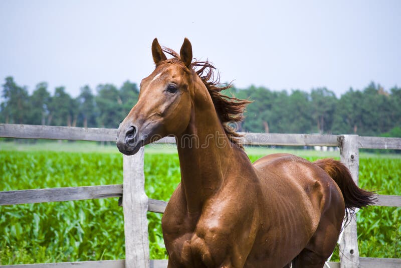 A Carefree Horse is Enjoying a Summer Day. Stock Image Image of