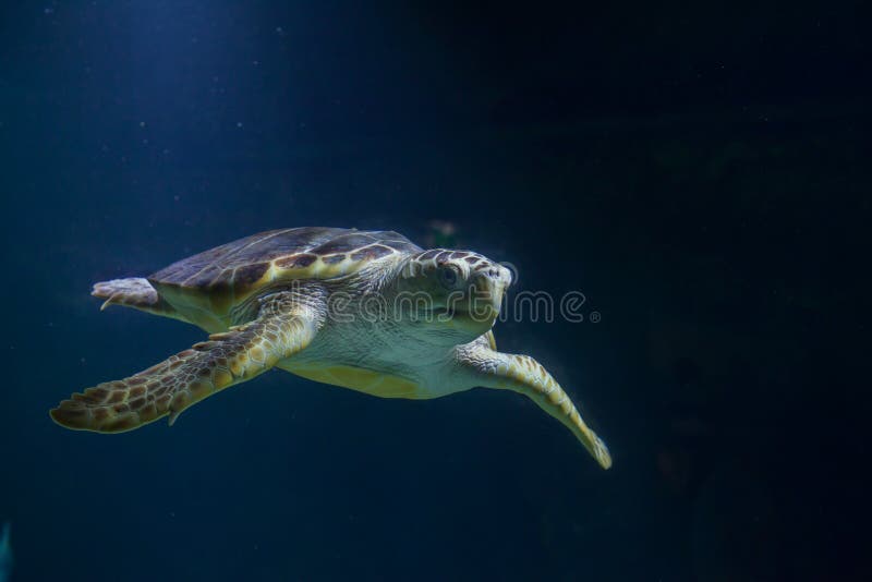 Caretta do Caretta da tartaruga de mar da boba imagens de stock Caretta do Caretta da tartaruga de mar da boba imagens de stock
