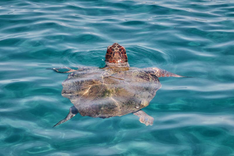 Caretta Caretta-Schildkröte von Zakynthos, Griechenland, nahe Laganas-Strand, taucht auf, um Atem zu holen