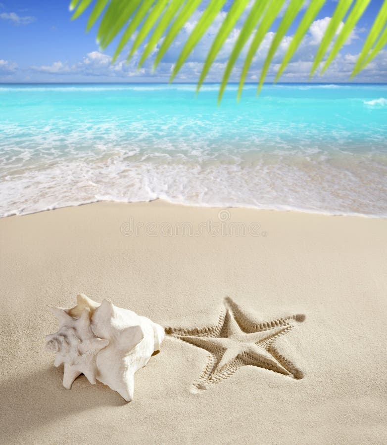 Download Caribbean Beach Starfish Print Shell White Sand Stock Image - Image of foam, coast: 20114641