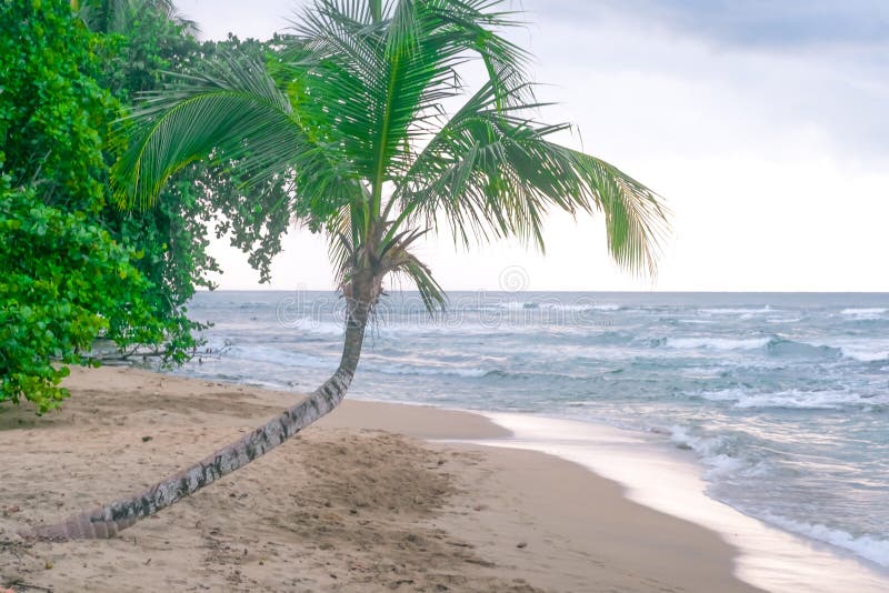 Caribbean Coast Costa Rica Palm trees Ocean Sea Paradise royalty free stock photos Caribbean Coast Costa Rica Palm trees Ocean Sea Paradise royalty free stock photos