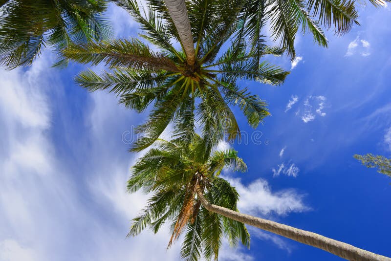 Caribbean Coconut Palm Trees in Tuquoise Sea Stock Photo Image of