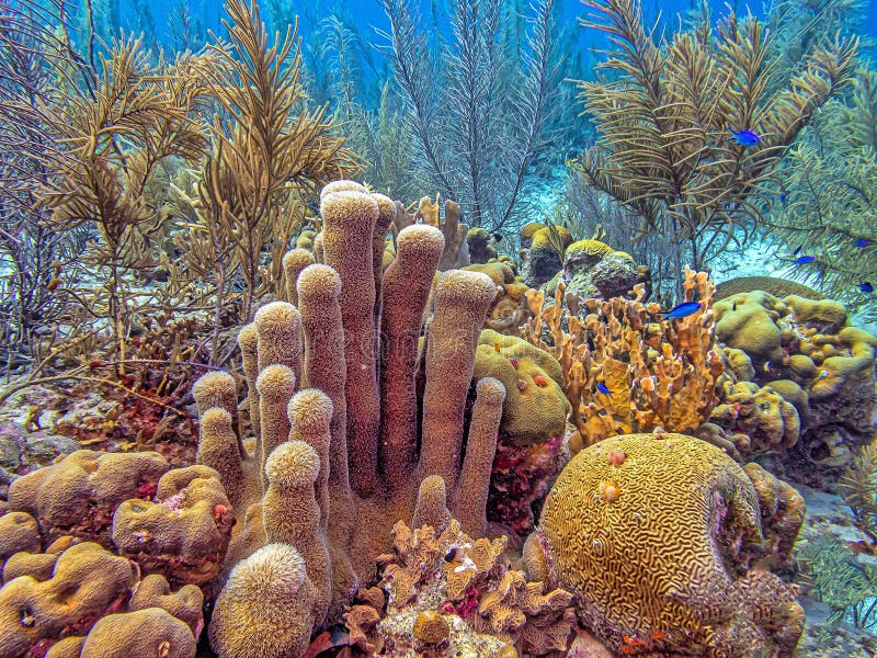 Pillar coral,Dendrogyra cylindrus,is a hard coral order Scleractinia. Pillar coral,Dendrogyra cylindrus,is a hard coral order Scleractinia