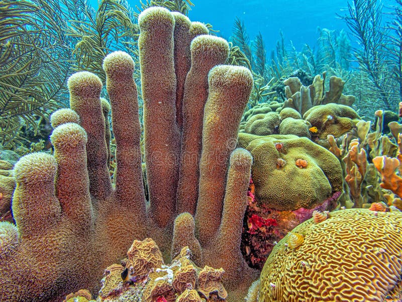 Pillar coral,Dendrogyra cylindrus,is a hard coral order Scleractinia. Pillar coral,Dendrogyra cylindrus,is a hard coral order Scleractinia