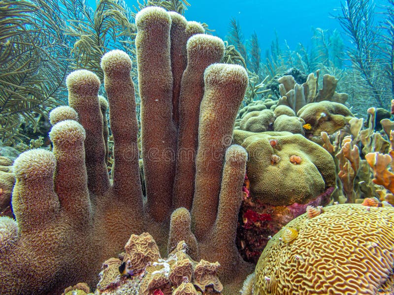 Caribbean coral garden, pillar coral. Caribbean coral reef with pillar coral off coast of the island of Bonaire