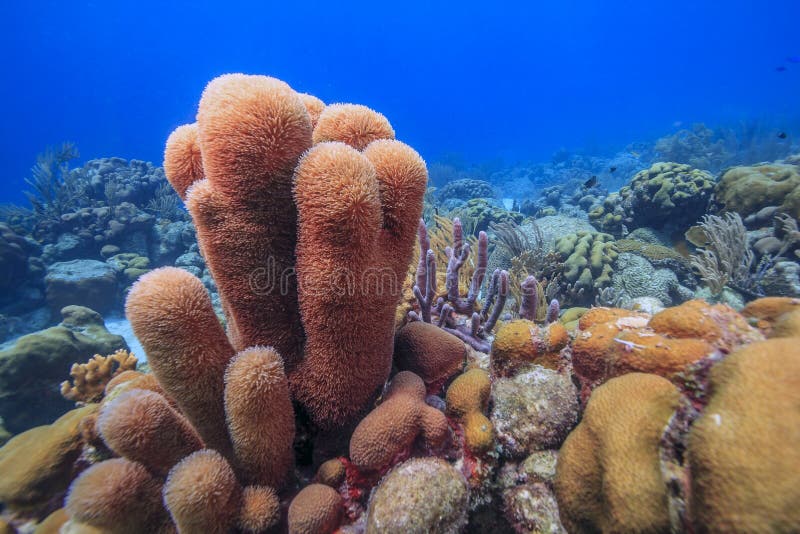 Caribbean coral reef off the coast of the island of Bonaire. Caribbean coral reef off the coast of the island of Bonaire