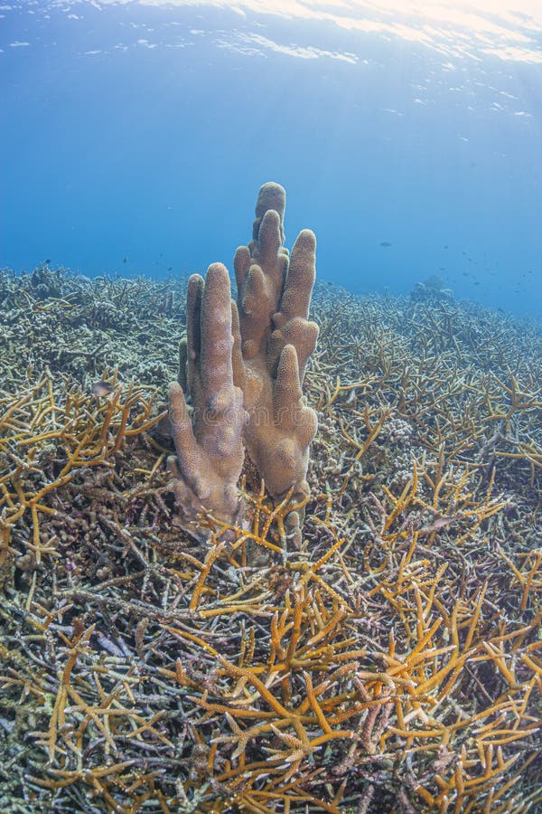 Caribbean coral reef off the coast of the island of Roatan. Caribbean coral reef off the coast of the island of Roatan