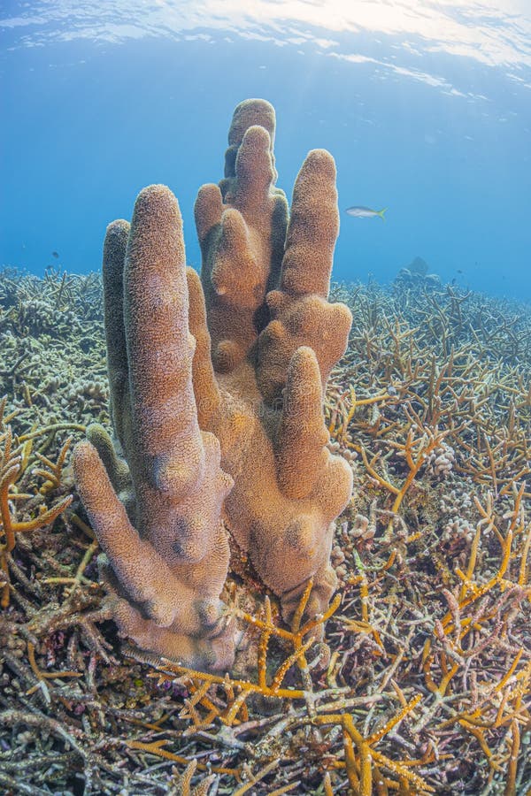 Caribbean coral reef off the coast of the island of Roatan. Caribbean coral reef off the coast of the island of Roatan