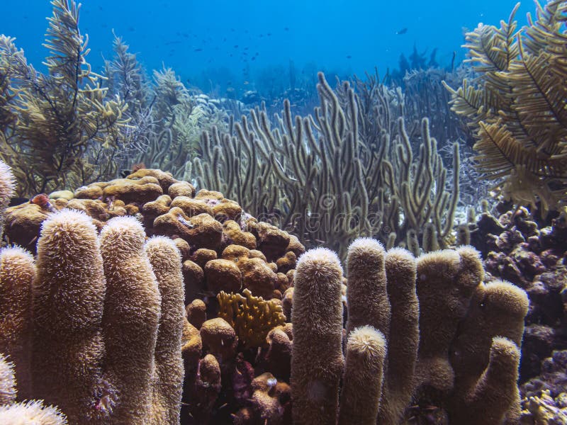 Caribbean coral reef off the coast of the island of Bonaire. Caribbean coral reef off the coast of the island of Bonaire