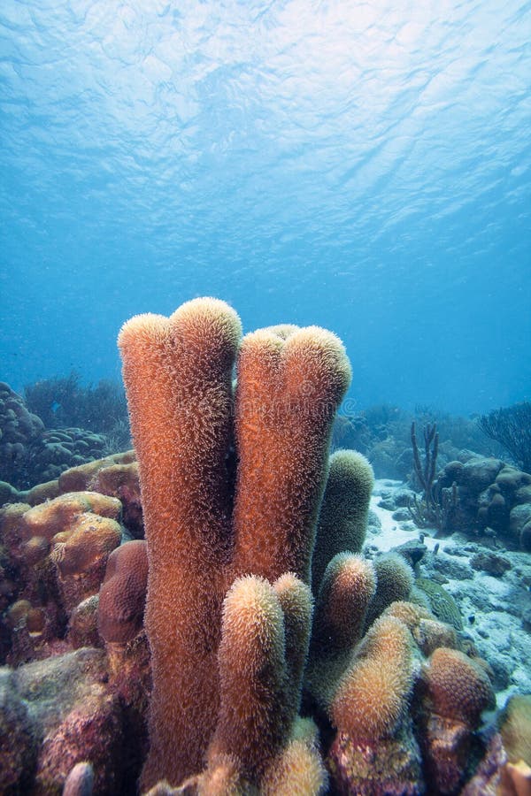 Caribbean coral reef odd the coast of the island of Bonaire. Caribbean coral reef odd the coast of the island of Bonaire