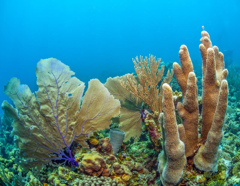 Caribbean coral reef off the coast of the island of bonaire. Caribbean coral reef off the coast of the island of bonaire