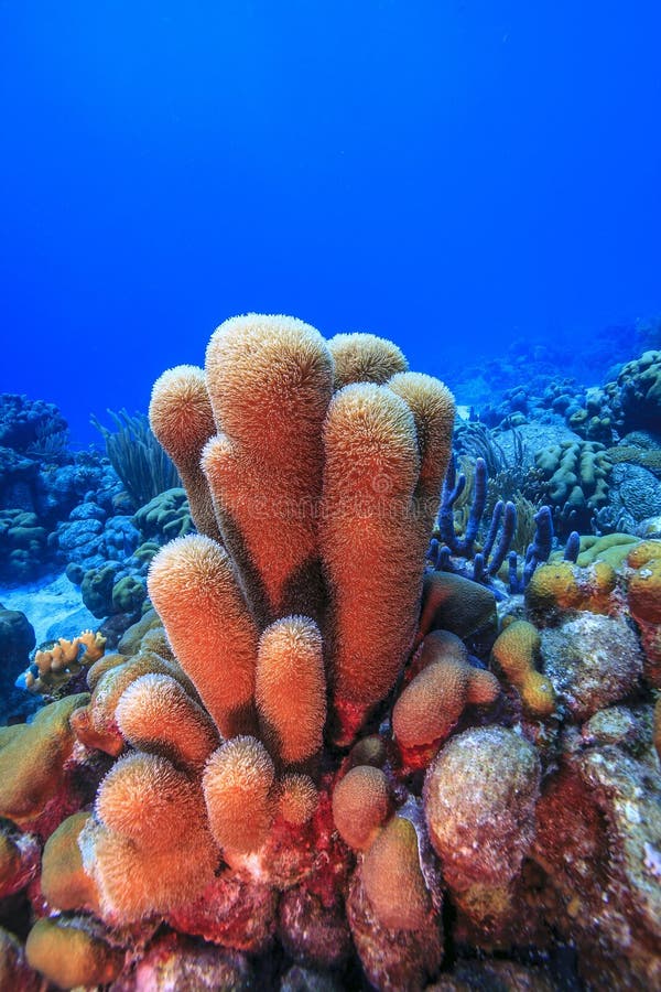 Caribbean coral reef off the coast of the island of Bonaire. Caribbean coral reef off the coast of the island of Bonaire