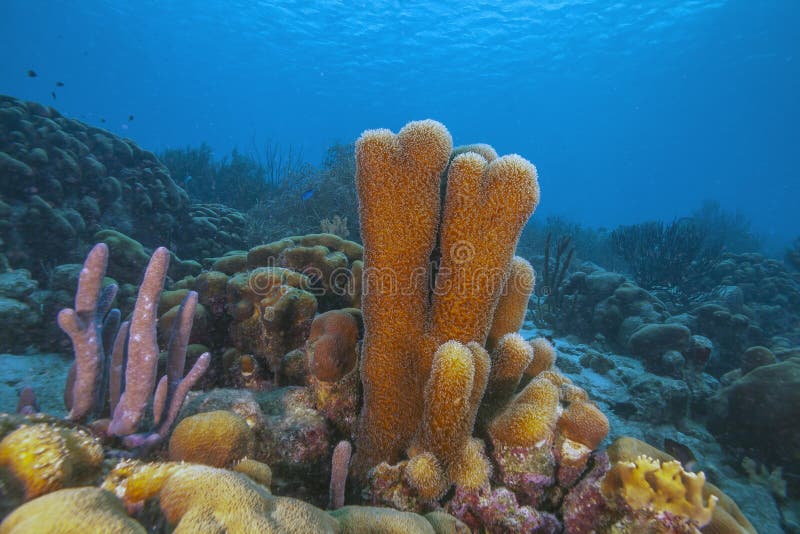 Caribbean coral reef off the coast of the island of Bonaire. Caribbean coral reef off the coast of the island of Bonaire