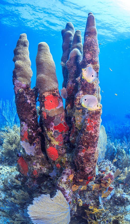 Caribbean coral reef off the coast of the island of Bonaire. Caribbean coral reef off the coast of the island of Bonaire