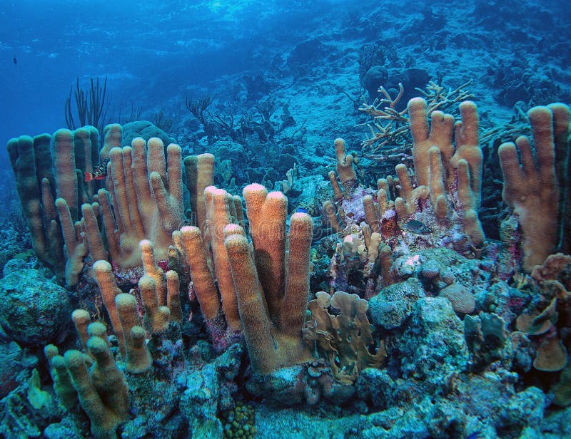 Caribbean coral reef off the coast of the island of Bonaire. Caribbean coral reef off the coast of the island of Bonaire