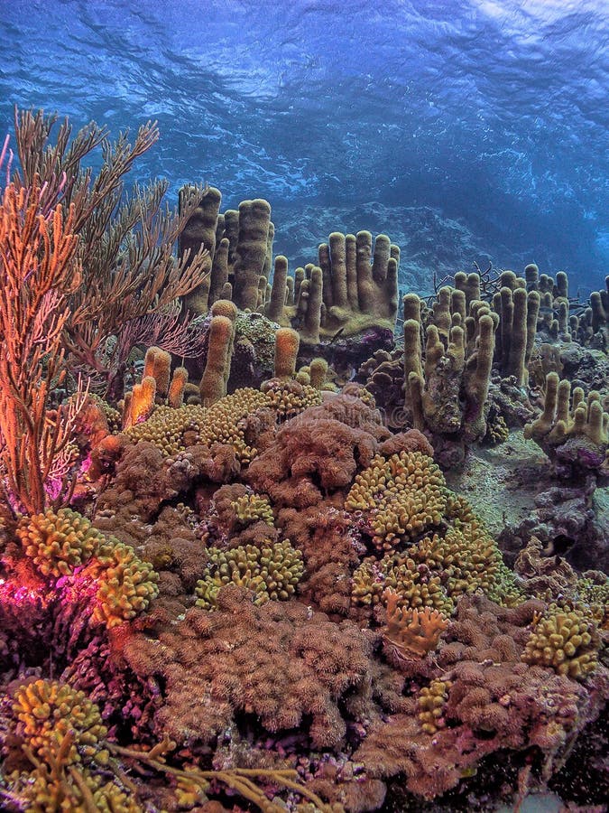 Caribbean coral reef off the coast of the island of Bonaire. Caribbean coral reef off the coast of the island of Bonaire