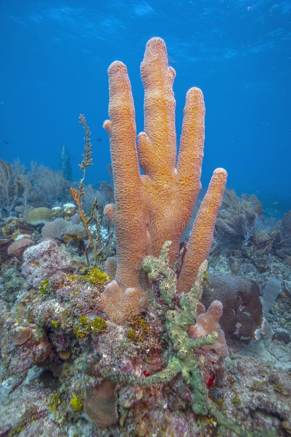 Caribbean coral reef off the coast of the island of Roatan. Caribbean coral reef off the coast of the island of Roatan