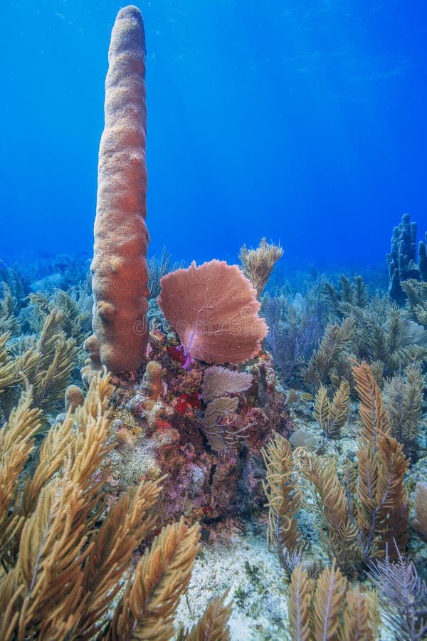 Caribbean coral reef off the coast of the island of Roatan. Caribbean coral reef off the coast of the island of Roatan