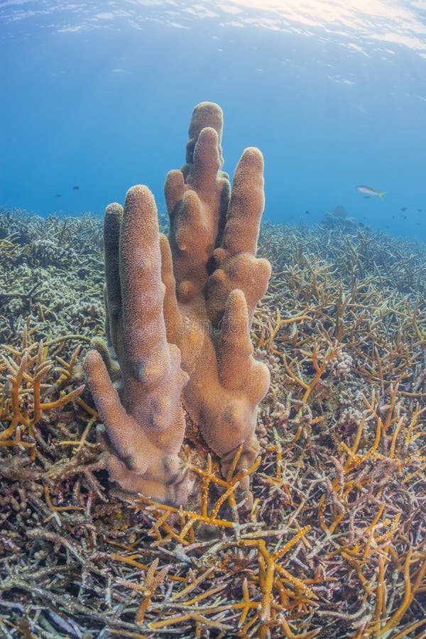 Caribbean coral reef off the coast of the island of Roatan. Caribbean coral reef off the coast of the island of Roatan