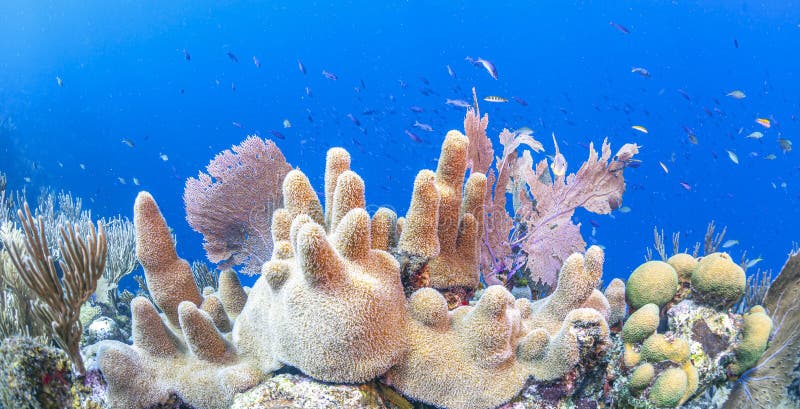 Caribbean coral reef off the coast of the island of Roatan, Honduras. Caribbean coral reef off the coast of the island of Roatan, Honduras