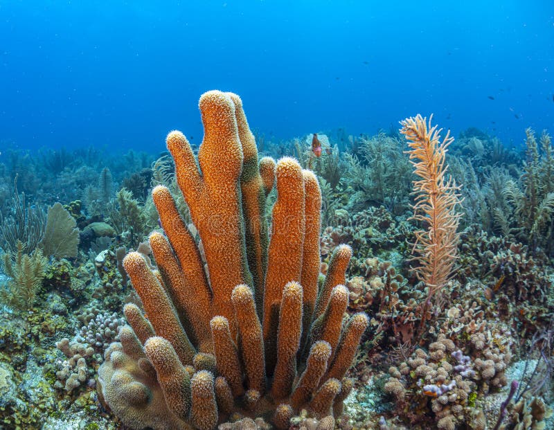 Caribbean coral reef off the coast of the island of Roatan, Honduras. Caribbean coral reef off the coast of the island of Roatan, Honduras