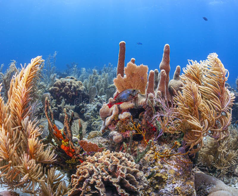 Caribbean coral reef off the coast of the island of Roatan, Honduras. Caribbean coral reef off the coast of the island of Roatan, Honduras