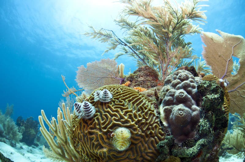 Caribbean coral gardens