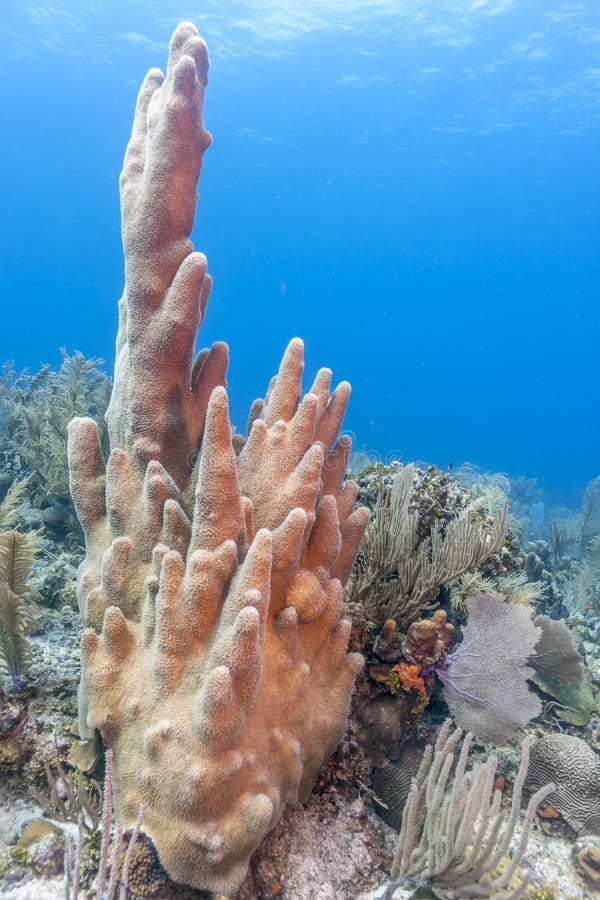 Coral reef in Carbiiean Sea, pillar coral. Coral reef in Carbiiean Sea, pillar coral